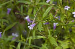 Limestone calamint